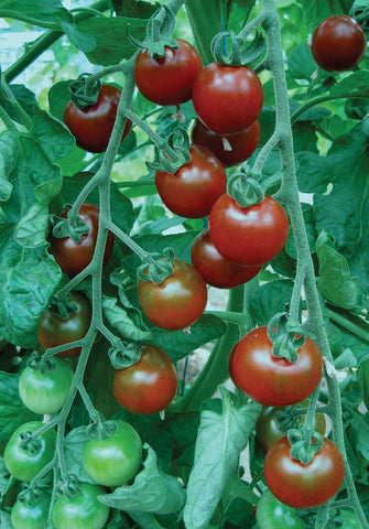 Tomat 'Garnet'