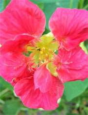BUSKKRASSE 'Whirlybird Rose'