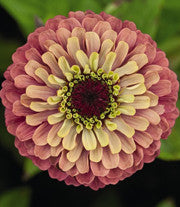 ZINNIA 'Queen Red Lime'
