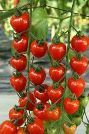 TOMAT 'Tomatoberry (Garden) F1'