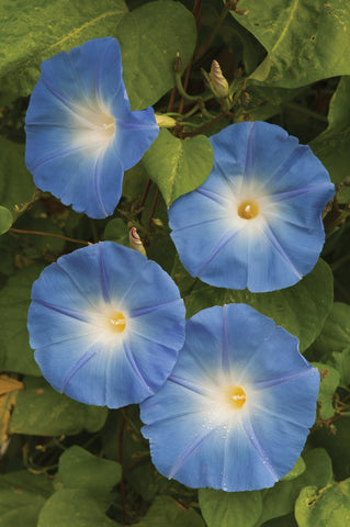 Blomman För Dagen 'Heavenly Blue'